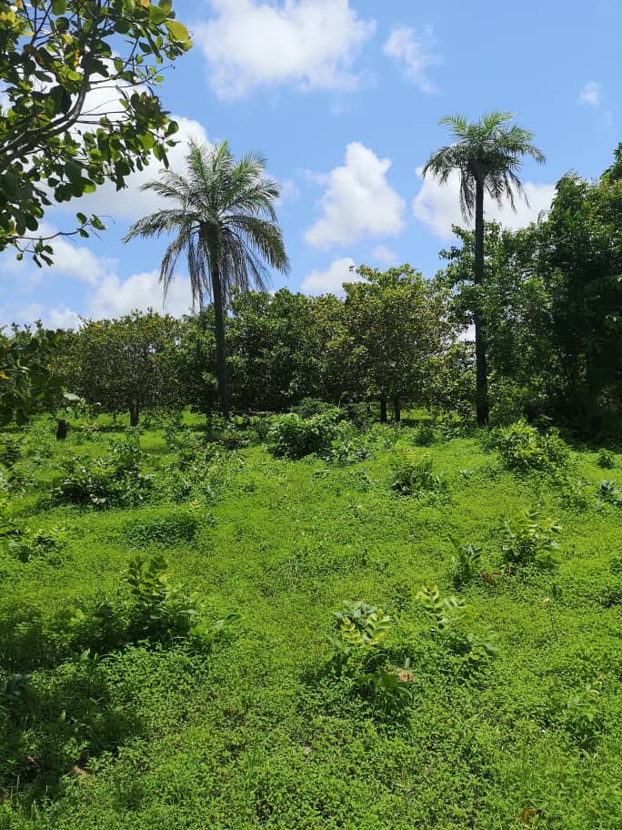 buying selling plots properies or houses in the gambia